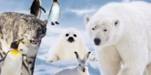 play Animal Quiz online