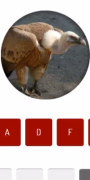 play Animal Quiz online